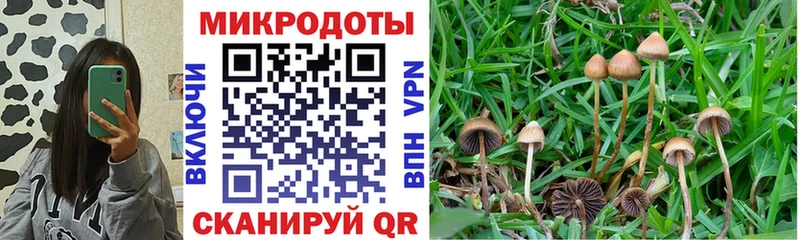 Галлюциногенные грибы GOLDEN TEACHER  купить наркотик  Княгинино 